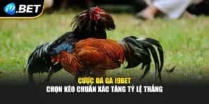 Cược Đá Gà I9bet - Chọn Kèo Chuẩn Xác Tăng Tỷ Lệ Thắng