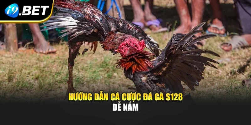 Hướng dẫn cá cược đá gà S128 dễ nắm
