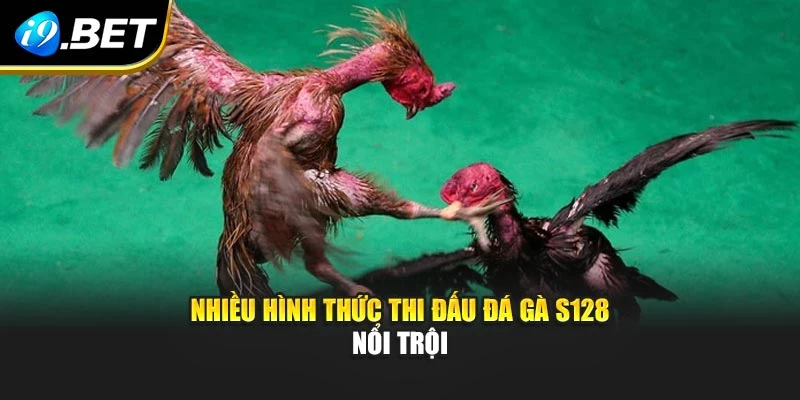 Nhiều hình thức thi đấu đá gà S128 nổi trội
