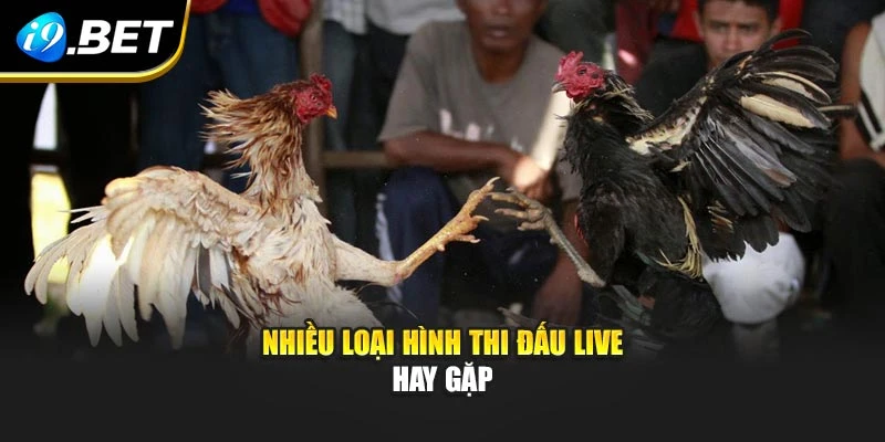 Nhiều loại hình thi đấu live hay gặp